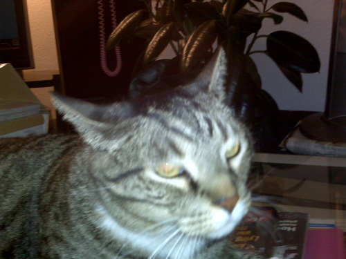 AnthonyFFabrizi's profile picture. Cat. Bad Cat. (If you add me to a list, I will block you. I also may scratch.) Blocking of Trumpers & Bernie Bros will occur.