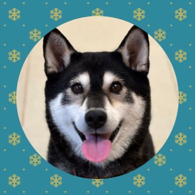 Kinakokurosiba's profile picture. きなこ 2016年7月22日生まれの柴犬(黒・♂)とのwanダフルライフの写真を載せていきます🐾よろしくお願いします🙌