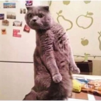 CamoCat17's profile picture. Facts don’t care about your feelings or mine. 
Christus est Rex 
🧯🛑🧃