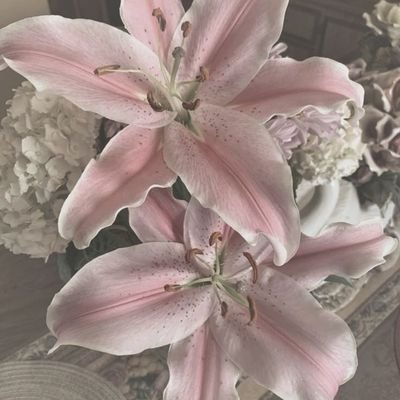 DurianLya's profile picture. ˖ ♡ 🎀 ꯱ᨵft %𝟶.𝟹 lullαby ♪ ˚.  𝐁𝐀-rooms .ᐟ d𖦹ll ʚɞ 🎹 ; contact https://t.co/zazwinkPc9 for order