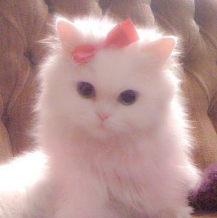 hiumustknowme's profile picture. mulfand || fangirl and selling account {hnr ? spill}