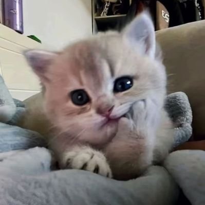 chezuie's profile picture. isinya asbun gajelas (kadang toksik)