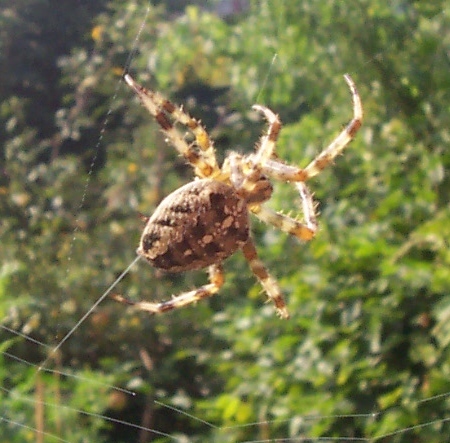 Hi, I'm Spider Webz. I read a lot & absolutely LOVE everything paper, Christmas and birds! I also do things for @Hack42