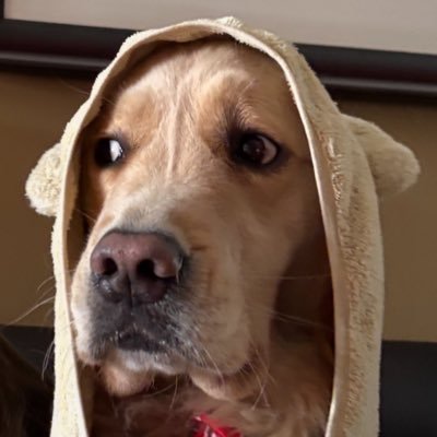 SarahjaneGille1's profile picture. Animal lover, Coffee Lover, Travel, Hockey & Tennis