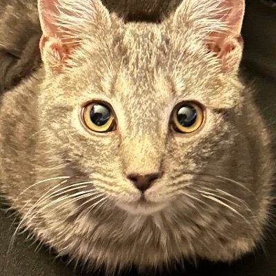 Xanricz's profile picture. 