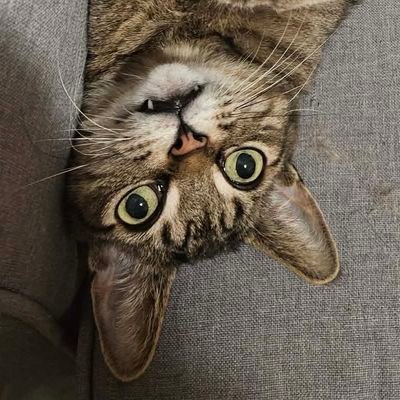 ambgo2013's profile picture. 