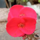 Titli craft - @CraftTitli4653 - Twitter