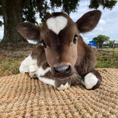 NikiLulu667's profile picture. 𝖣𝗂𝗀𝗂𝗍𝖺𝗅 𝖠𝗋𝗍𝗂𝗌𝗍🇦🇷 • 𝐒𝐅𝐖 / 𝐍𝐒𝐅𝐖 🔞 • 𝖢𝗈𝗆𝗆𝗂𝗌𝗌𝗂𝗈𝗇𝗌: 𝙊𝙋𝙀𝙉 • 💌 𝖣𝖬 𝖿𝗈𝗋 𝗂𝗇𝗊𝗎𝗂𝗋𝗂𝖾𝗌 (*´꒳`*) + (subir nacadas)