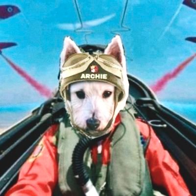 archiesday's profile picture. In loving memory of Archie 💔
Now with his friends🌈 Jan 26
In my forever home. 76 in dog years. Cheeky, pampered and loved forever. #LastChanceAnimalRescue