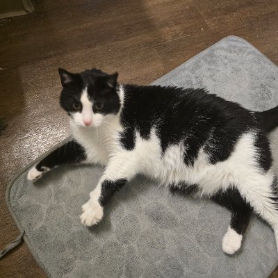 Harambe should have lived