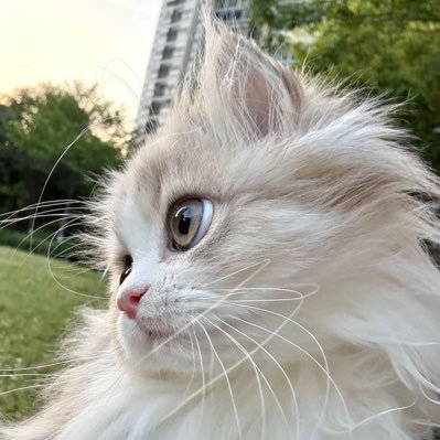 mmm2m2m22222's profile picture. 2n 직장인 일상 고양이 영화 일본 요리 눙담굼 치이카와 여성 수제 트윗 하이라이트에 있어요