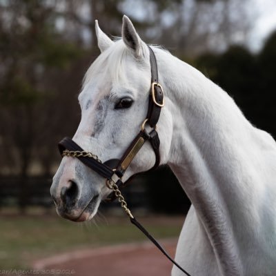 seattleracing's profile picture. half horse racing, half philadelphia flyers. all views are my own and do not reflect my employer.