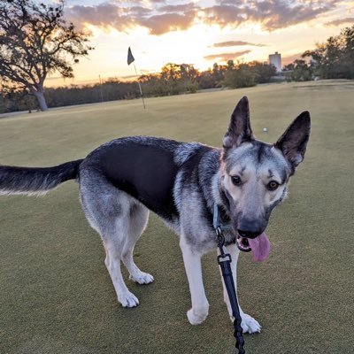 Golfingbrock's profile picture. Former Scratch Golfer. 7 wood aficionado. Former DII walk on. 43. There’s always a window.