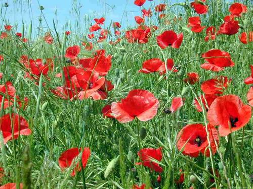 Silvialan49's profile picture. psicóloga... enamorada de mi profesión🌊🏖️🌴A orillas del mar encuentro mi yo cuando lo pierdo