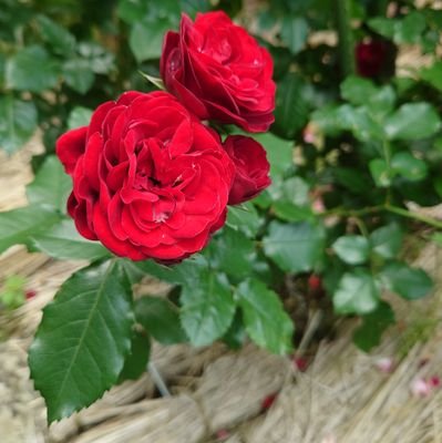 S44232's profile picture. 成人済、人外好きです！
TFC🌟😈🎫💉💚