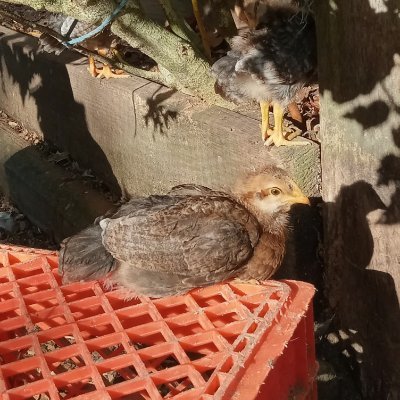 McChooky's profile picture. “He changes times and seasons; 
He removes kings and establishes kings.”
— Daniel 2:21