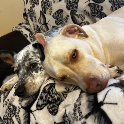 ChunkyStardust's profile picture. chose my team when I was 8 based on my fav food back in the 90s || gaming/book nerd || she/her #gopackgo #cheesehead #dogmom