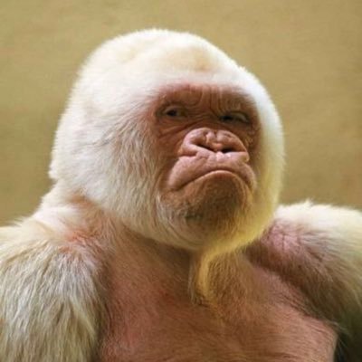 quazawf's profile picture. je ne suis pas arrogant, j’ai du métier.