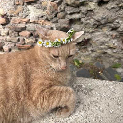 sara567472's profile picture. تا آزادی میجنگیم.