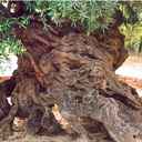 The Olive Grove - @OliveGrove1 - Twitter