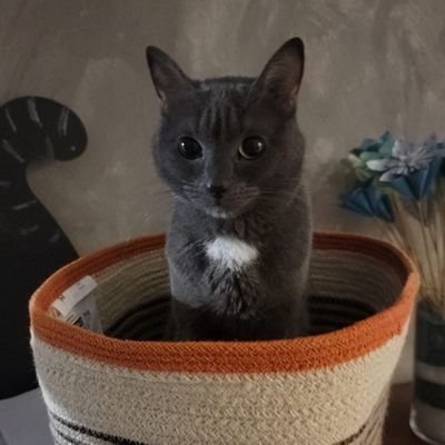 Qraaal's profile picture. 