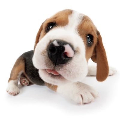 fefekase's profile picture. será que a manon do ketseye jogaria kukuro com a choke