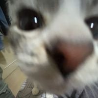 zmigasmr's profile picture. mrplayer duelist for @bks_esportsmr • @panelanyc