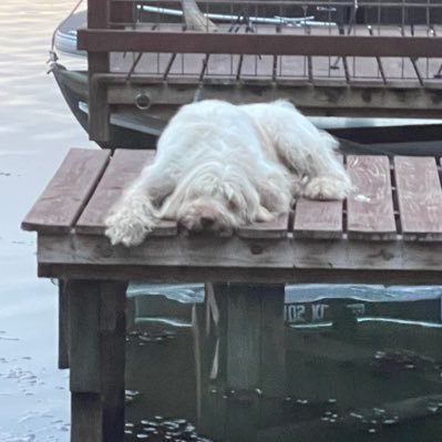 CMyers17538's profile picture. Grandmother, animal lover, Texan,