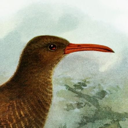 kentucky_kiwi's profile picture. 🏳️‍🌈