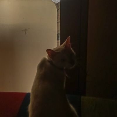 sinatrach's profile picture. friendly but not your friend