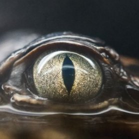 frankenstreet's profile picture. everything i do comes from love, even violence.

Something about cinema: https://t.co/pxEsB1pKrq