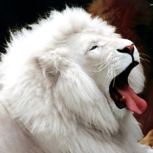 Opalescencity's profile picture. Mrow meow mew meow meow... ~Nyaa!