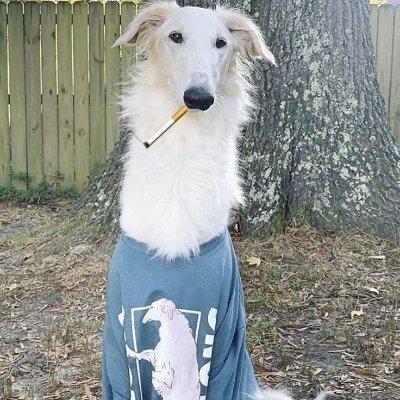 throwawaylolxx's profile picture. 20 yrs || sadly don't post or do anything on this acc lmao