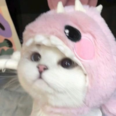 10erDinosaurs's profile picture. 21 | German | 🏆Pusher - I love Cats 😼🐈