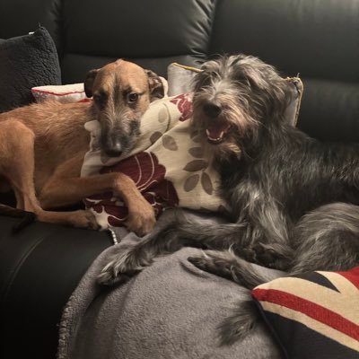 spoonerstreet__'s profile picture. 🏴󠁧󠁢󠁳󠁣󠁴󠁿 🇬🇧 🇺🇸 🎣 🍻🐕‍🦺🦮 and lover of bacon