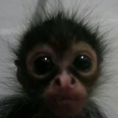 Fliederaffe's profile picture. 20y/o
🇩🇪 | 🏴󠁧󠁢󠁥󠁮󠁧󠁿 | 🇳🇱
Manager for @ExceptionalGM