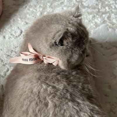 uir4q's profile picture. 