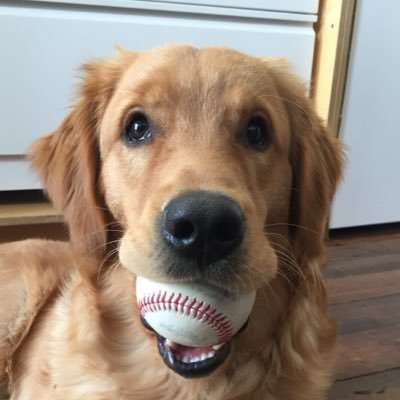 TheCardRookie's profile picture. I like to open cards.