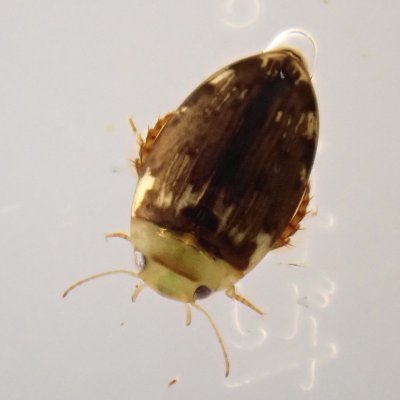 water_area's profile picture. 水生生物
トンボ.水生昆虫.水生植物　
全くの無知だが他のベントスにも興味がある。
生物多様性の再生、保全
写真はスマホまたはtg7
主に関東で活動をしている14歳