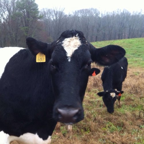 DixieTruelove's profile picture. 