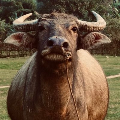 QuaziNakamoto's profile picture. Crypto Alchemist - Digital nomad chilling in Asia - XRP is the one.