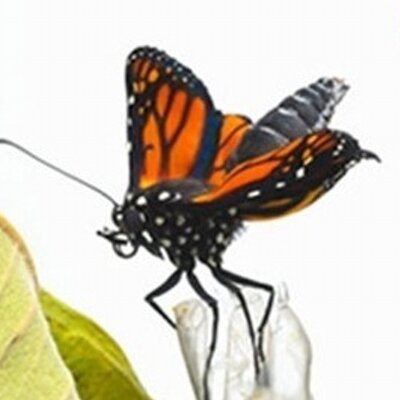 Profile Picture of Janet Watt (@jembutterfly) on Twitter