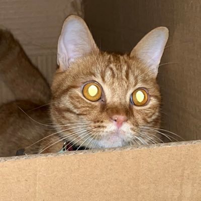 muicirow's profile picture. Give up on your dream and die.