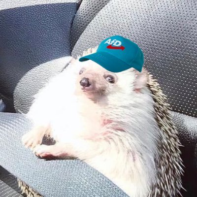 netterigelmann's profile picture. einfach ein netter junger mann