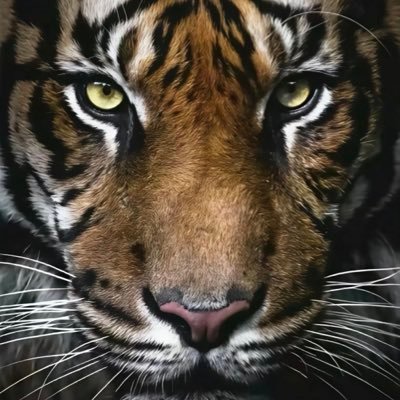 JenniferHe16312's profile picture. 世界是我的掌中游戏，我将荡平一切障碍完成HE