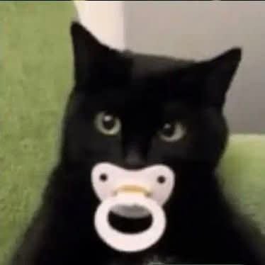 clubekid's profile picture. perfil administrado por um gato preto