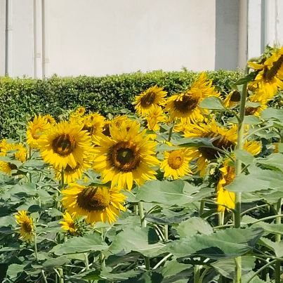 Jeje_lknppany03's profile picture. น้อนลูกพลับน้องสาวพี่🍑ชึ