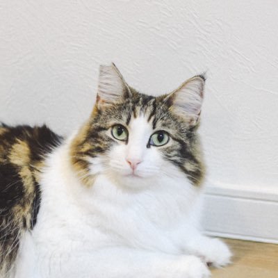 _suzushiroyama's profile picture. エッセイを書いています。