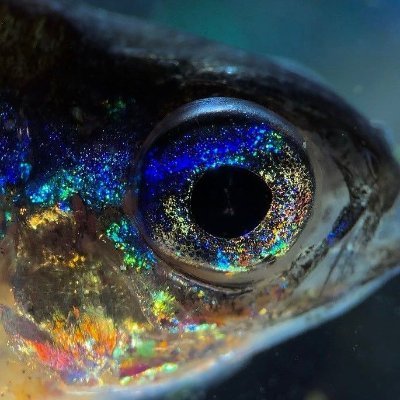 iPhoenix43's profile picture. Your local numen coming at you live from the upper atmosphere || slow artist || possible 16+|| multifandom character art || 🚫NO AI PROSHIP SHEDTWT ETC