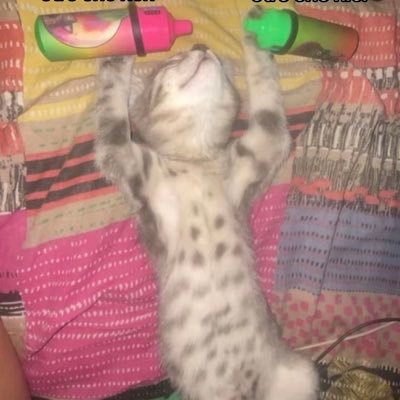 irreve3rsible's profile picture. 